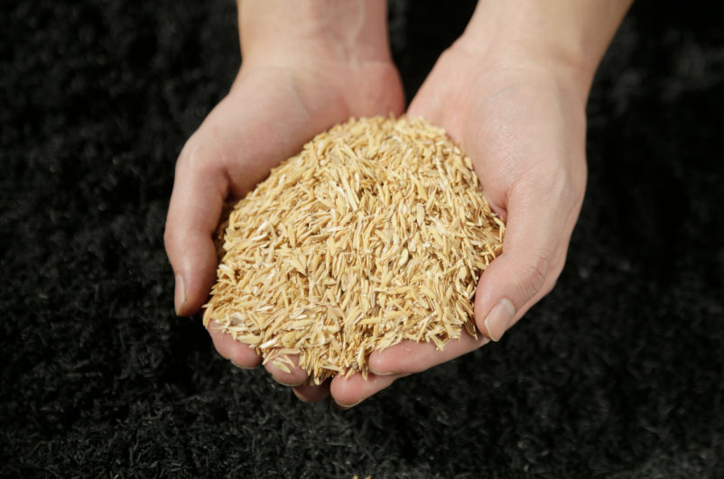 Hands holding biochar feedstock